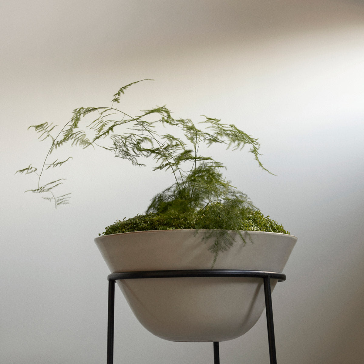 Audo Daiza Planters H35 φ48