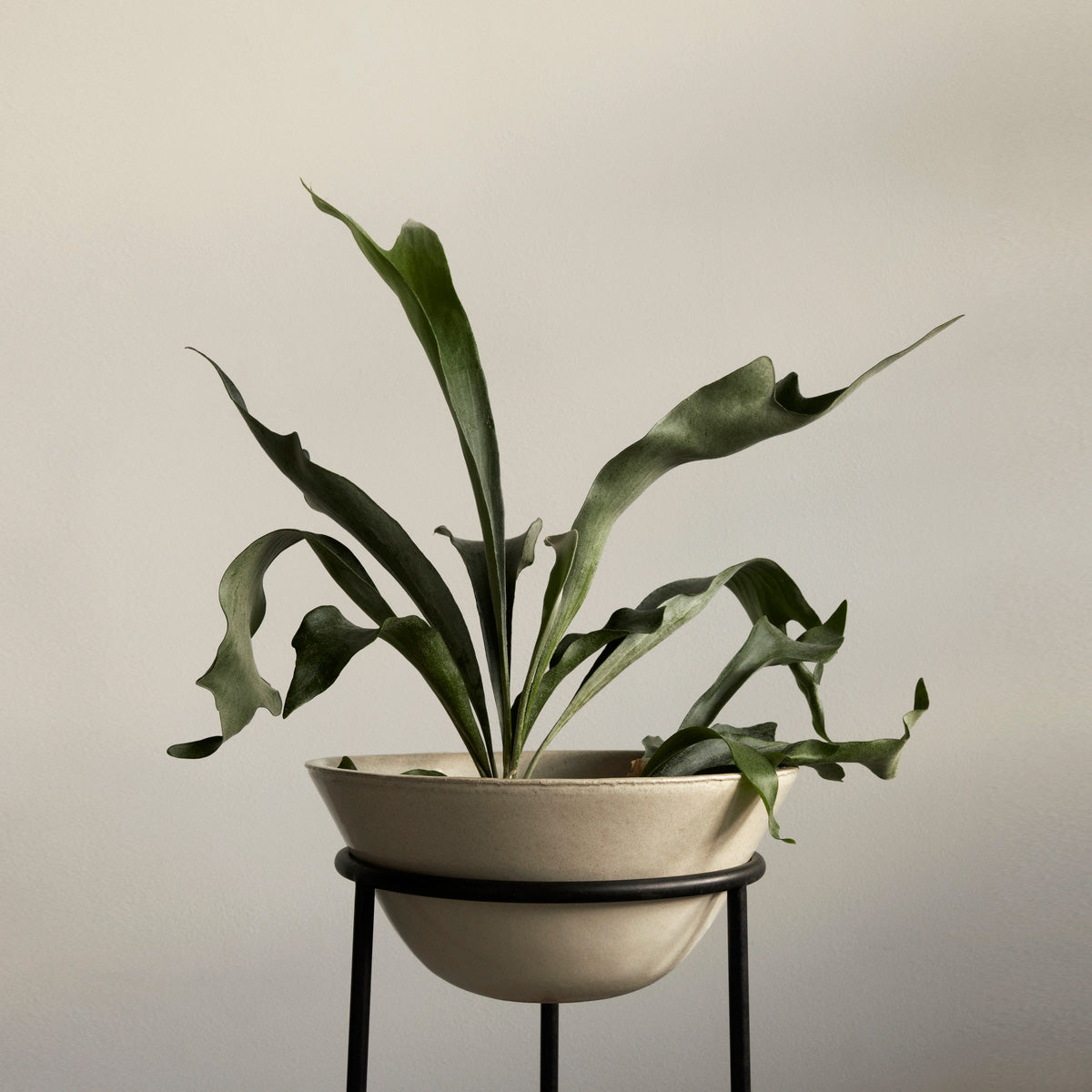 Audo Daiza Planters H35 φ48