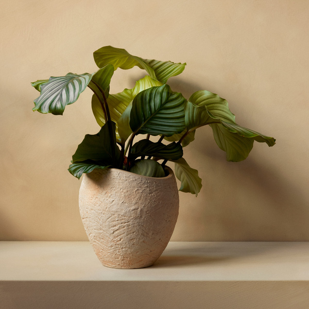 Audo Plantas Planters H24