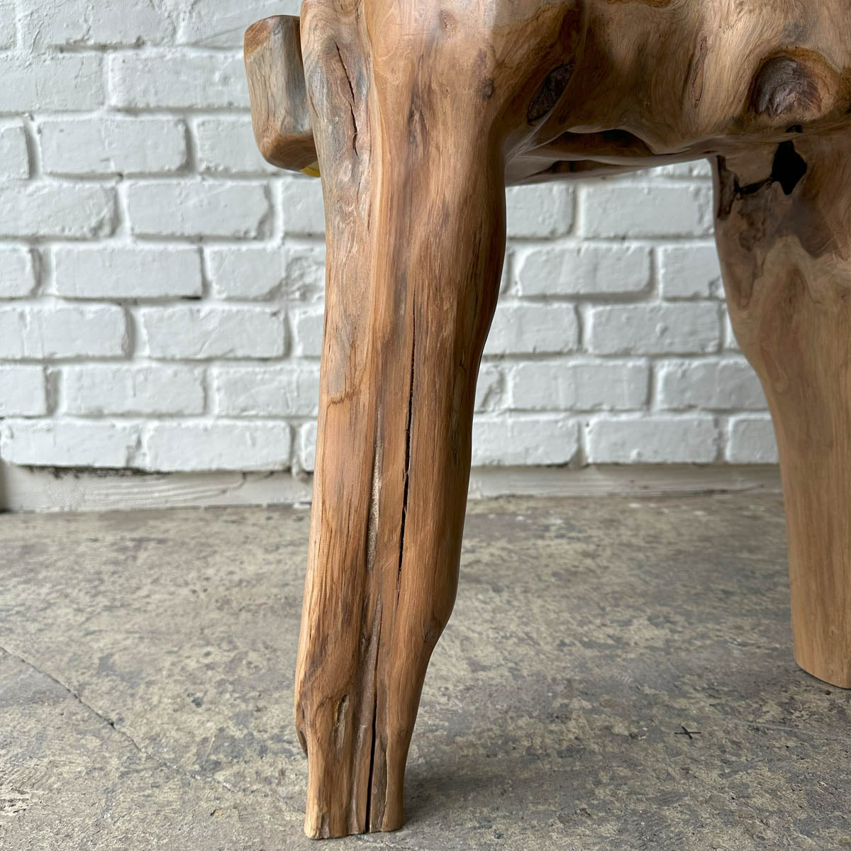 Root Stool #2025G